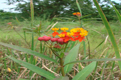Asclepias curassavica